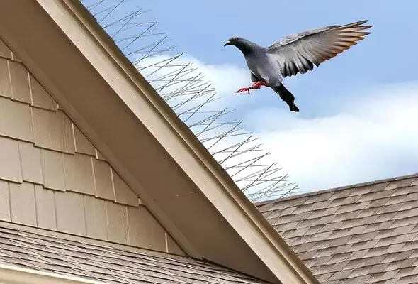 Anti Bird Spikes Installation Services by Sravani Home Safety