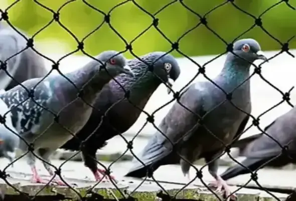 Pigeon Safety Nets Installation Services by MSR Safety Solutions